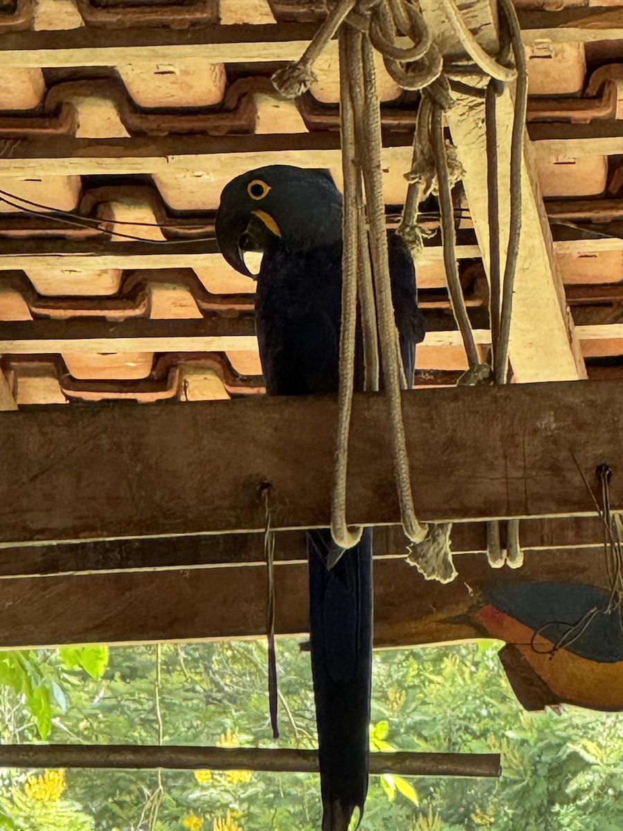 Hyacinth Macaw - ML623784691