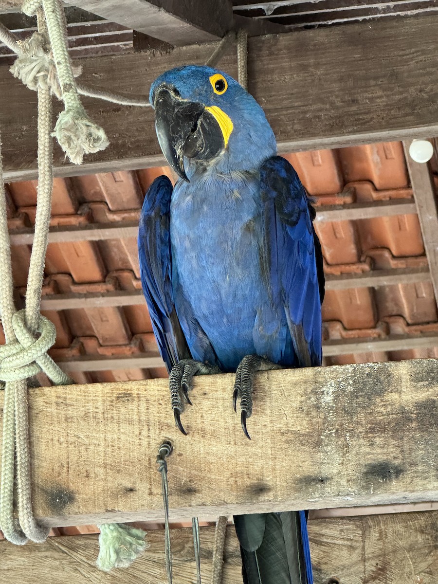 Hyacinth Macaw - ML623784692