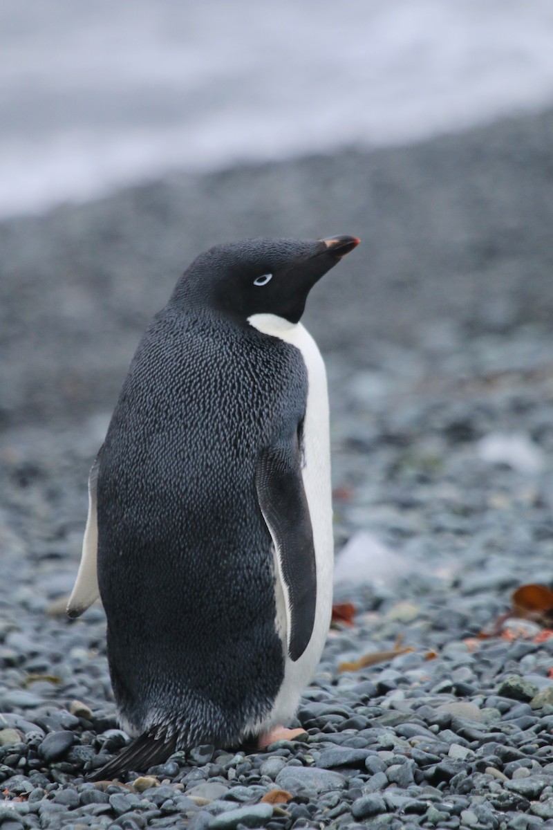 Adelie Penguin - ML623784703