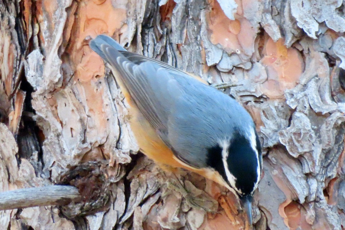 Red-breasted Nuthatch - ML623784722