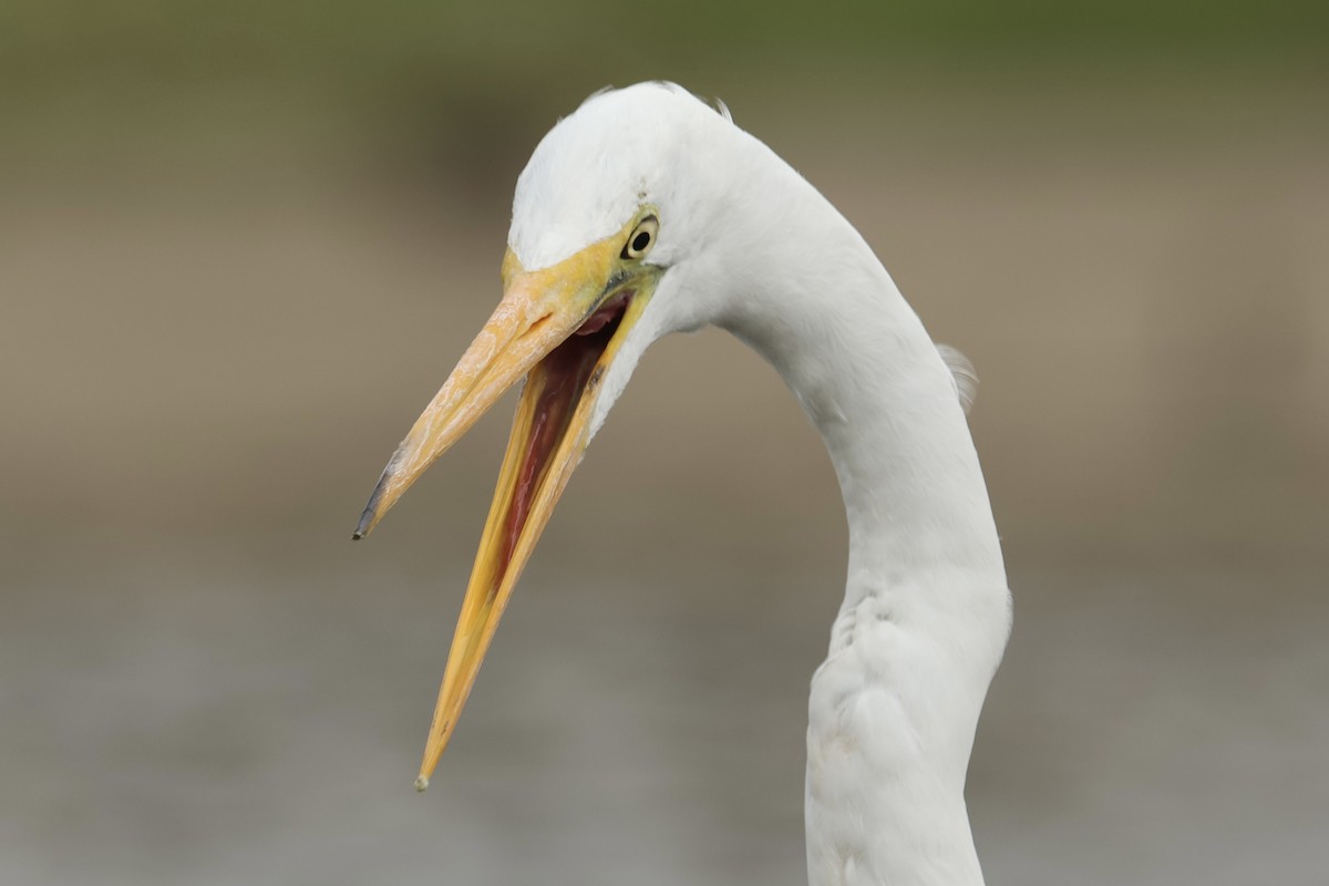 Great Egret - Daniel Tinoco