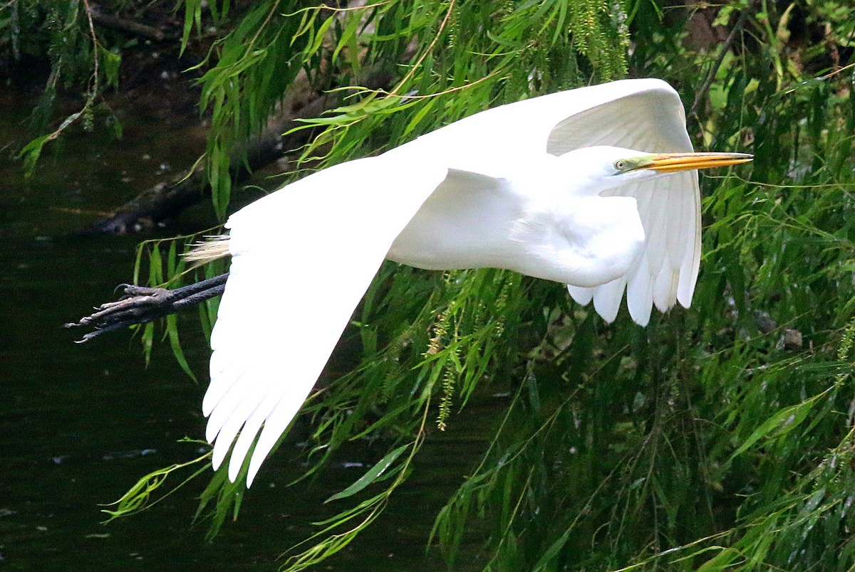 Great Egret - Charity Hagen