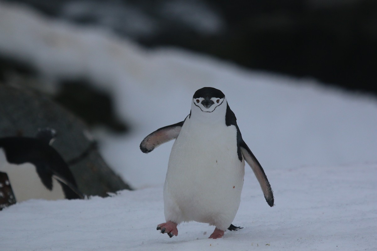 Chinstrap Penguin - ML623784746