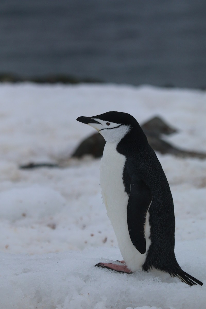 Chinstrap Penguin - ML623784747