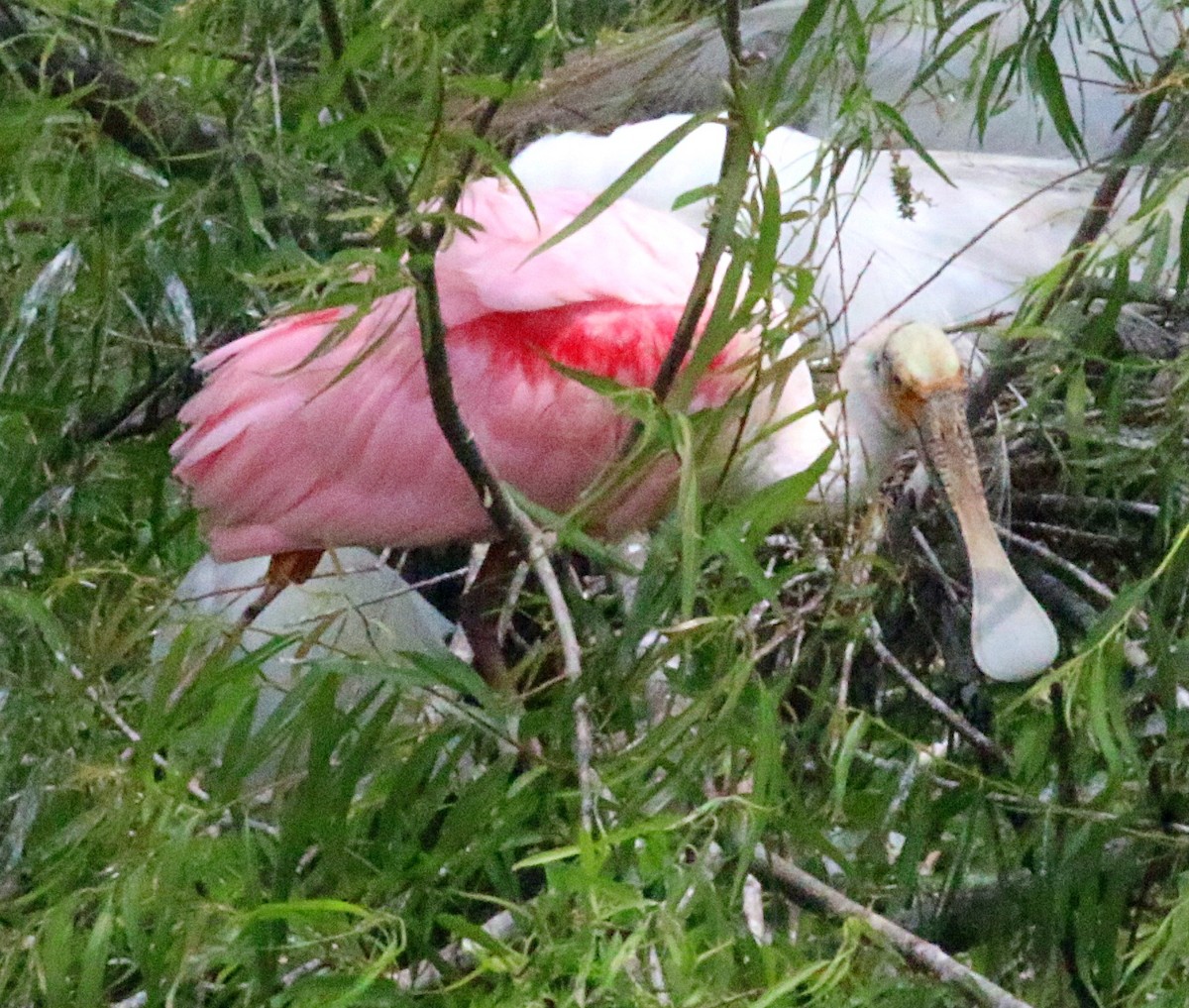 Roseate Spoonbill - ML623784759