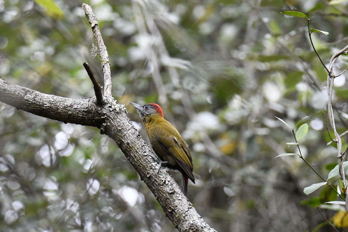 Olive Woodpecker - ML623784803