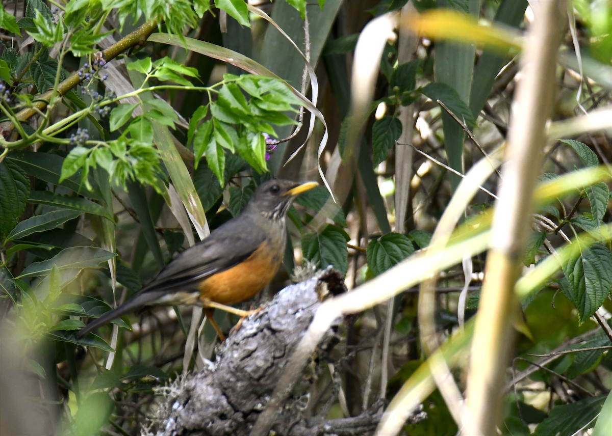 Olive Thrush - ML623784836