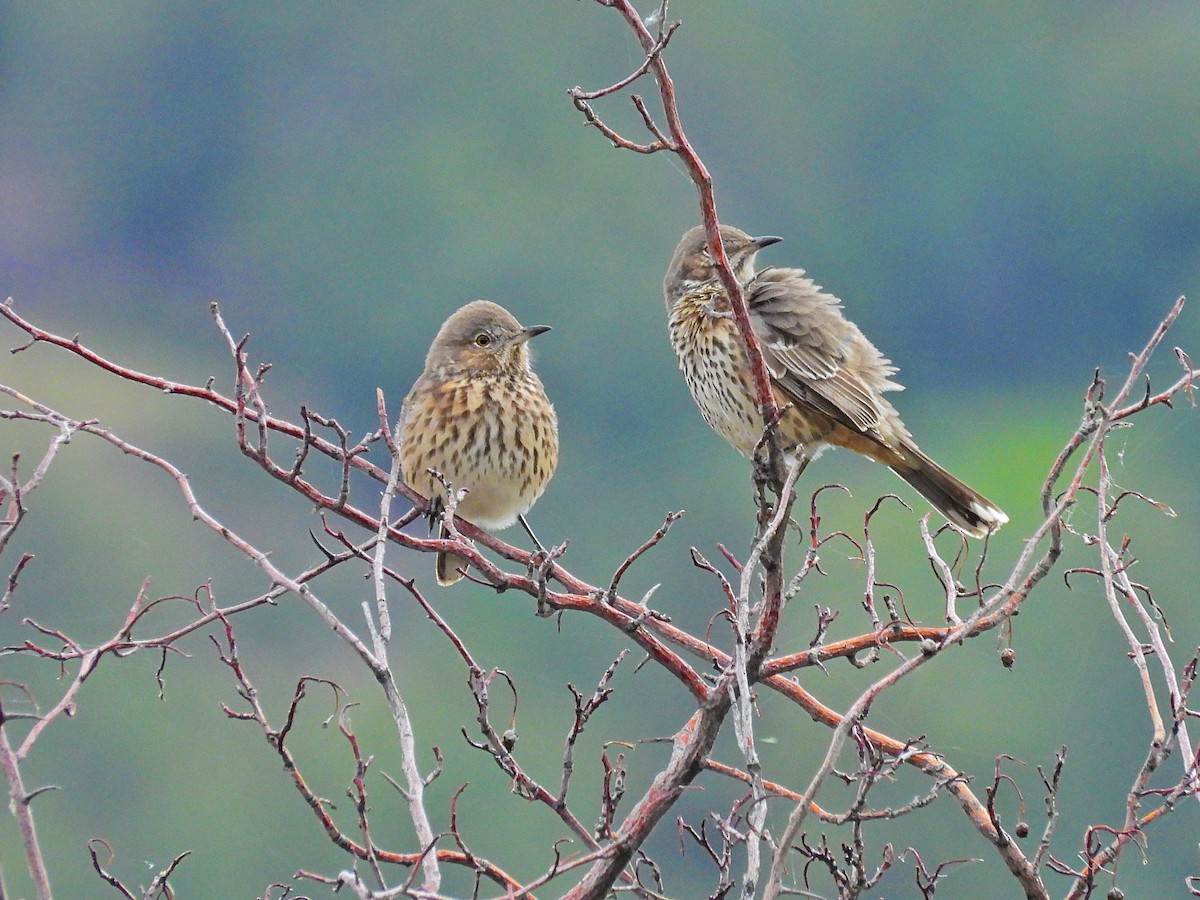 Sage Thrasher - ML623784849