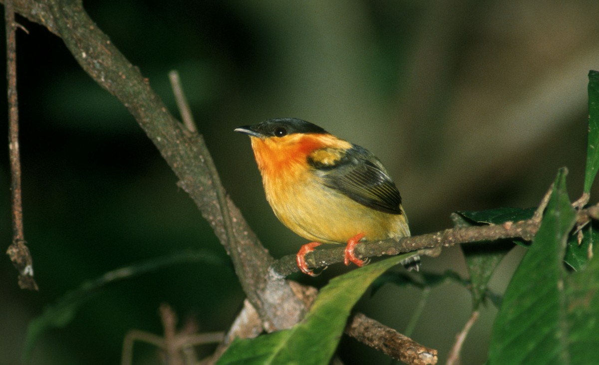 Orange-collared Manakin - ML623784855