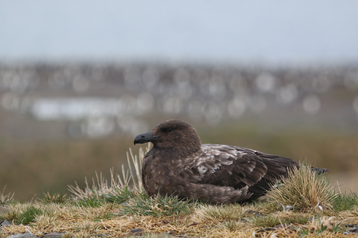 Brown Skua (Subantarctic) - ML623784890