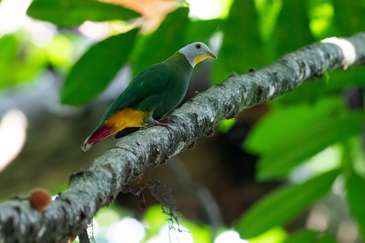 Black-naped Fruit-Dove - ML623784950