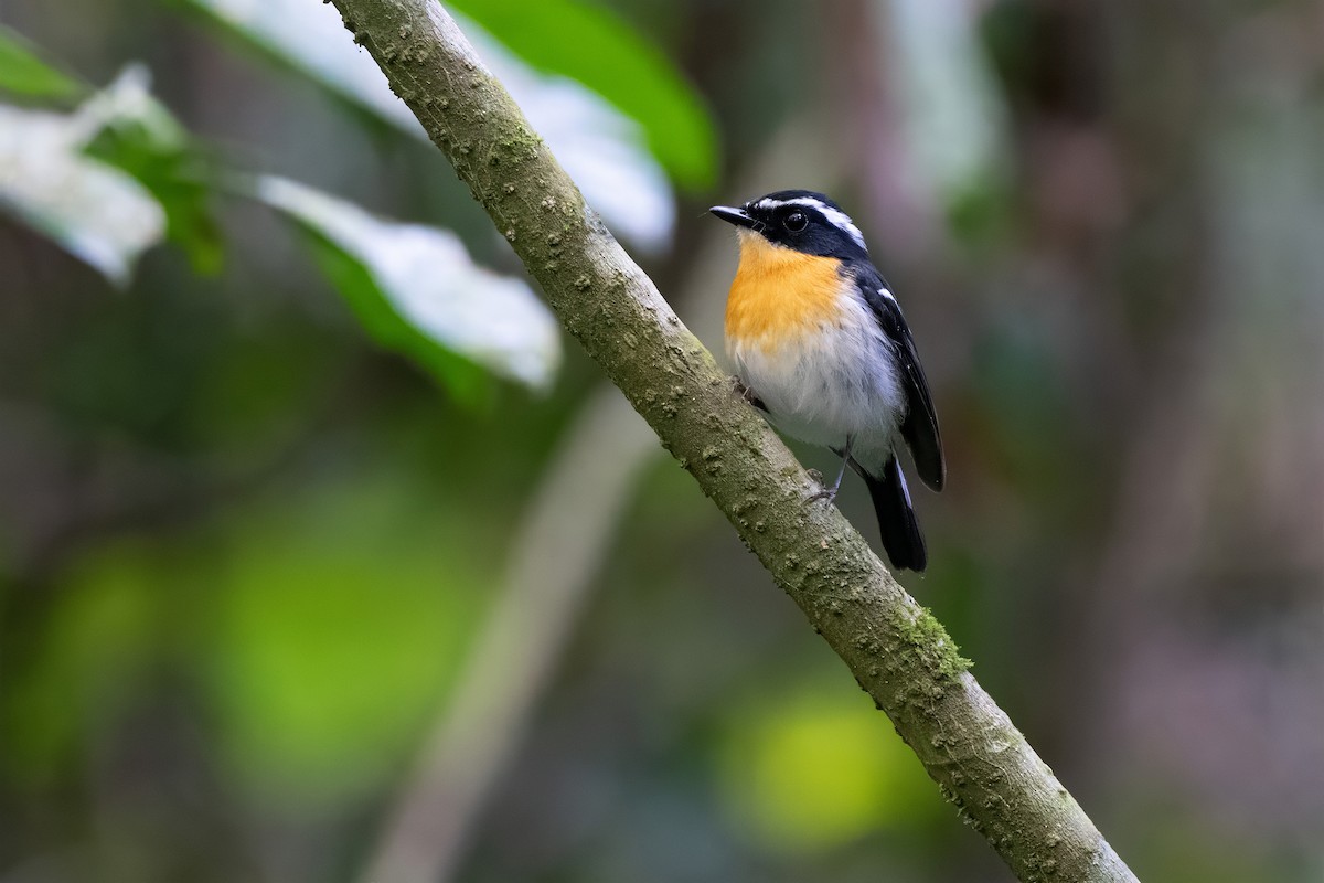 Rufous-chested Flycatcher - ML623784989