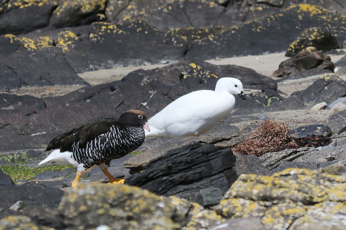 Kelp Goose - ML623784993