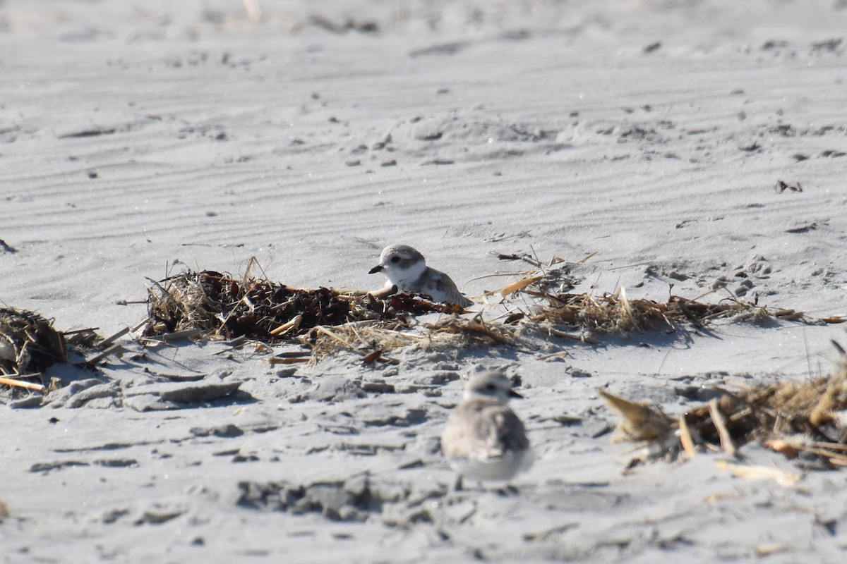 Piping Plover - ML623785003