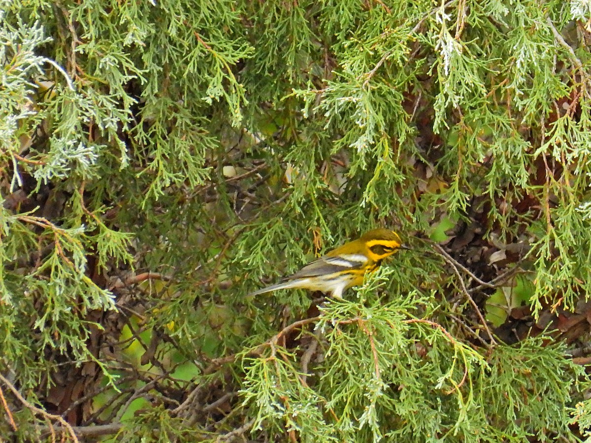 Townsend's Warbler - ML623785013