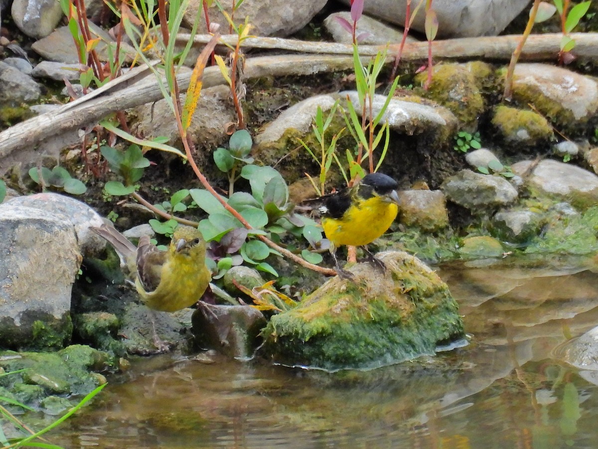 Lesser Goldfinch - ML623785042