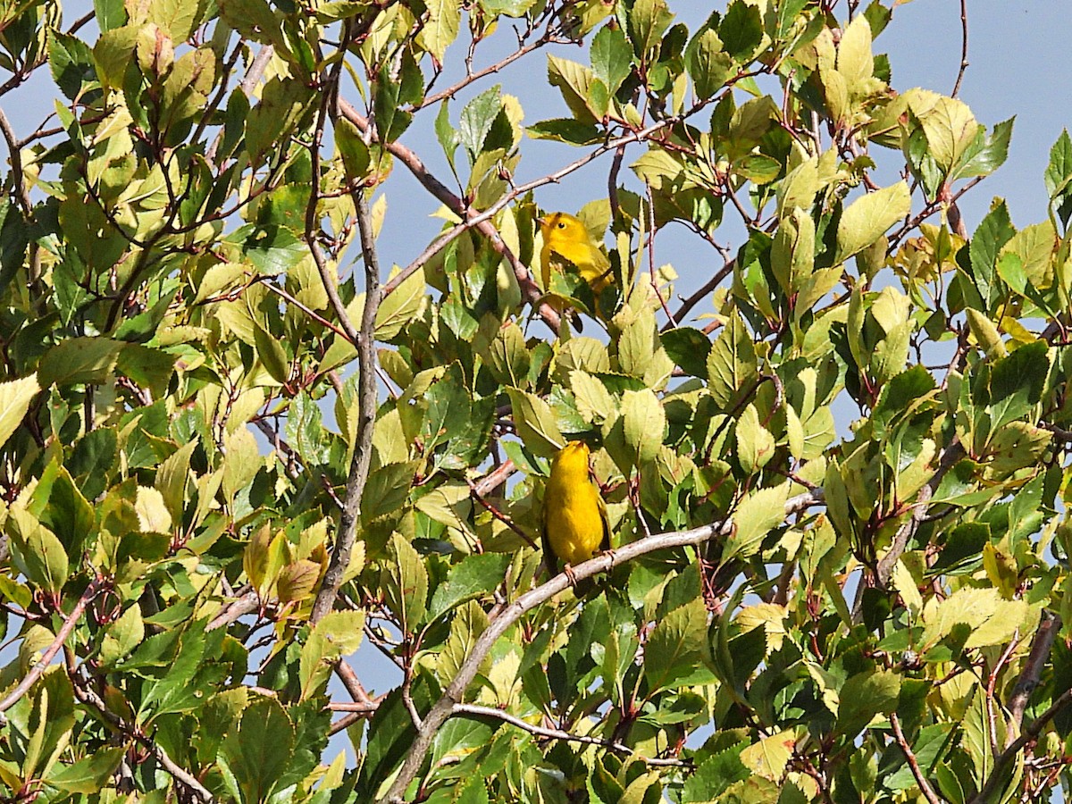 Wilson's Warbler - ML623785066