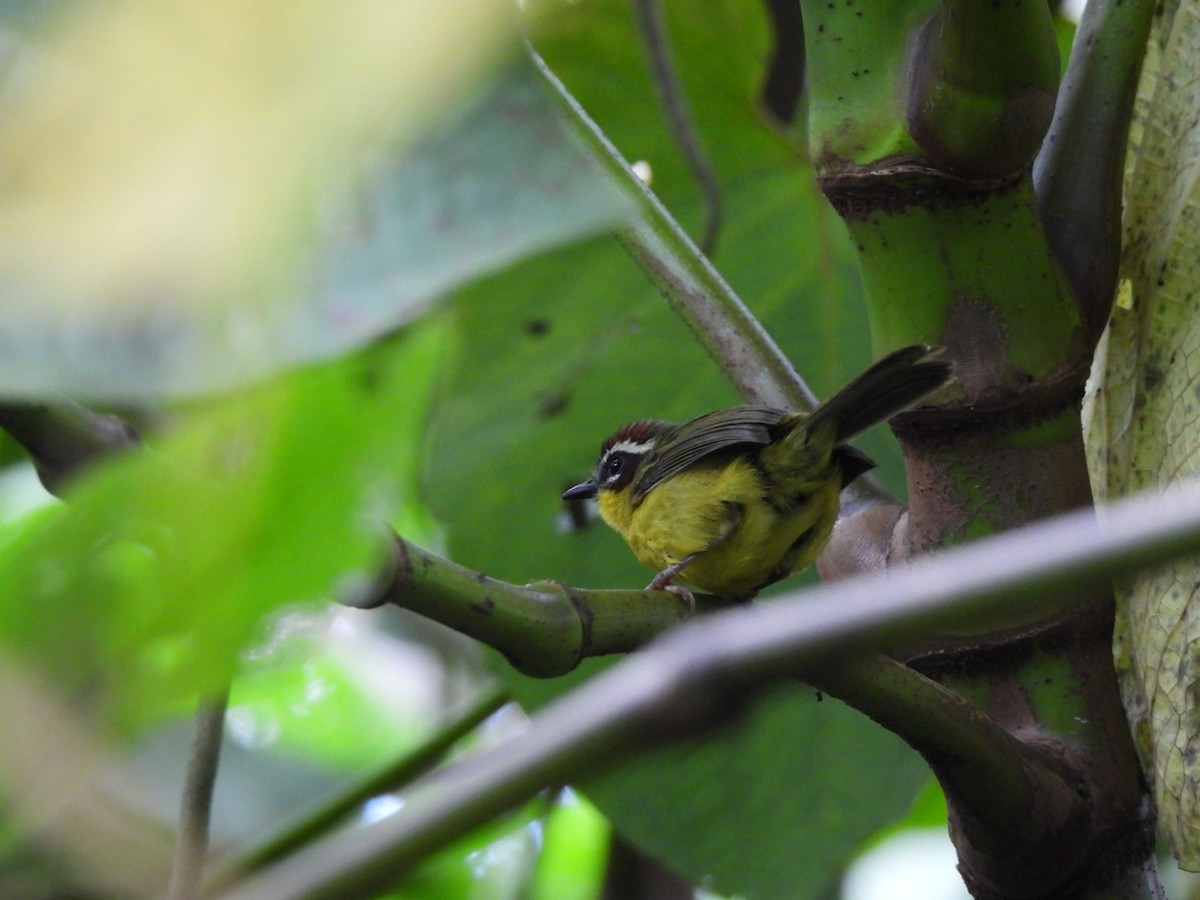 Chestnut-capped Warbler - ML623785088