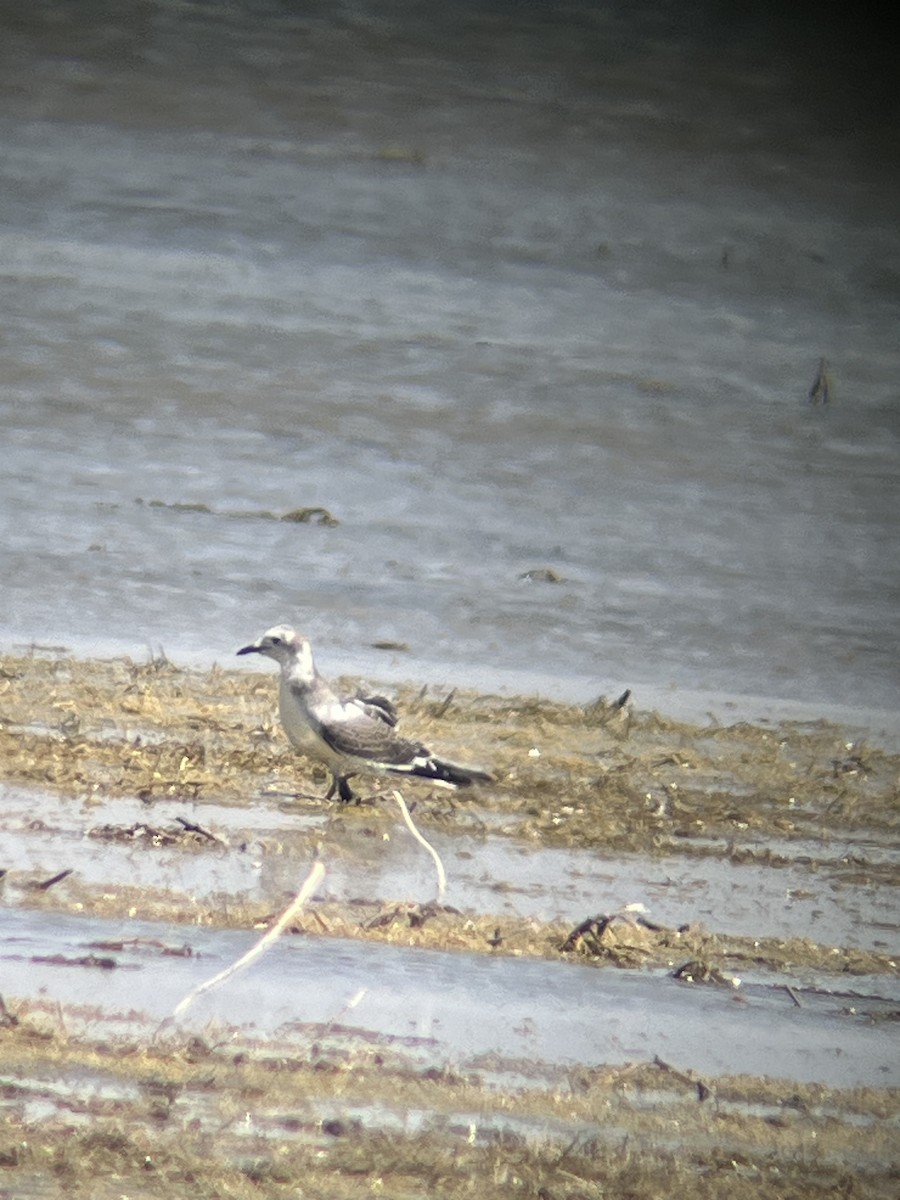 Sabine's Gull - ML623785108