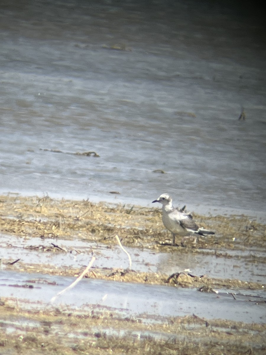 Sabine's Gull - ML623785109