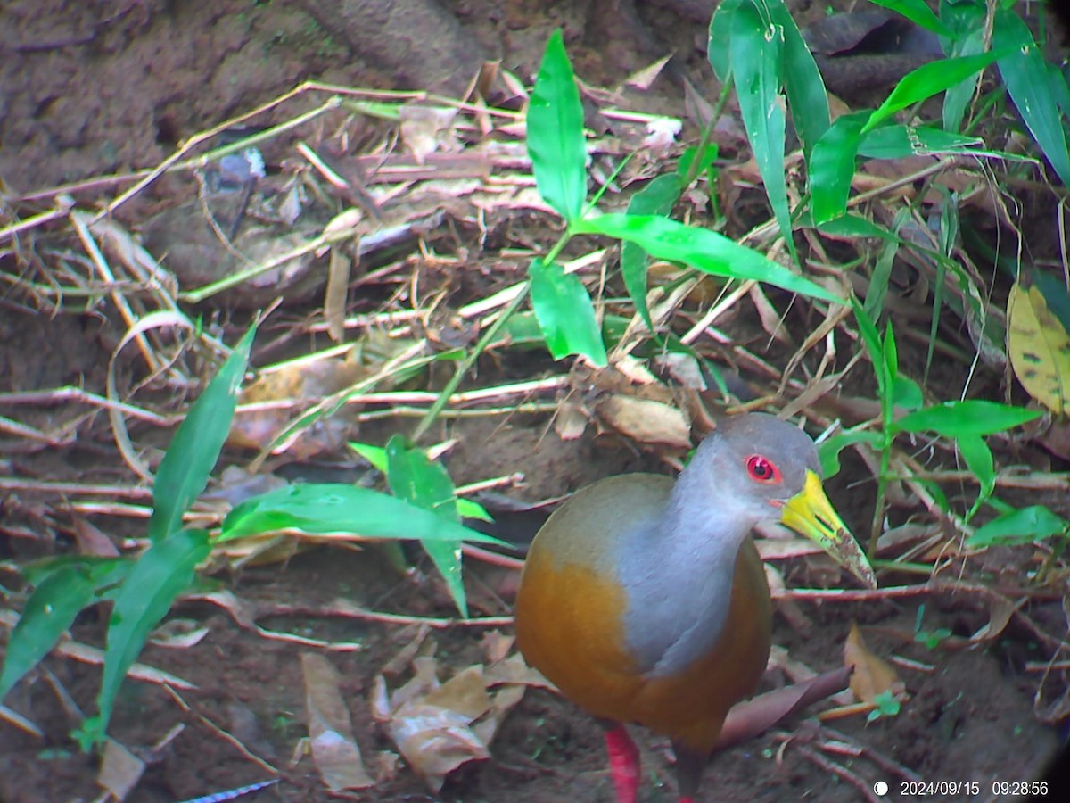 Gray-cowled Wood-Rail - ML623785117