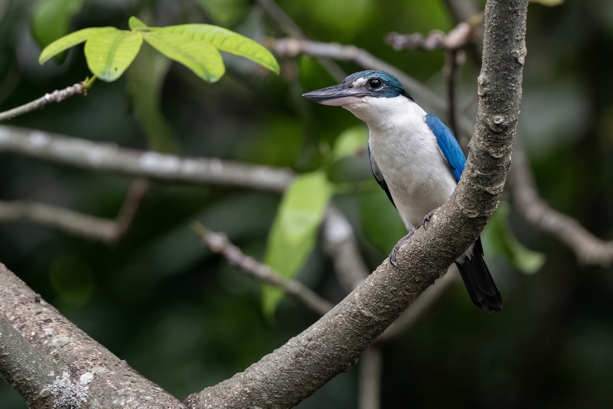 Collared Kingfisher - ML623785139