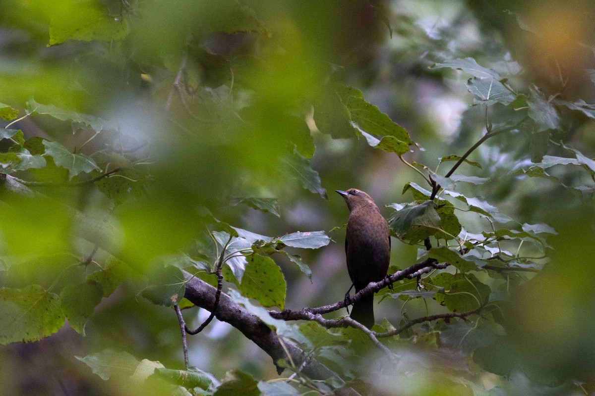 Rusty Blackbird - ML623785154