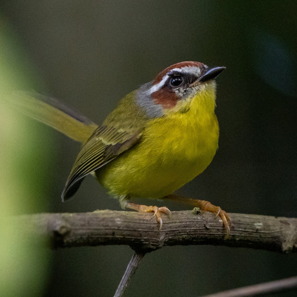 Chestnut-capped Warbler - ML623785156