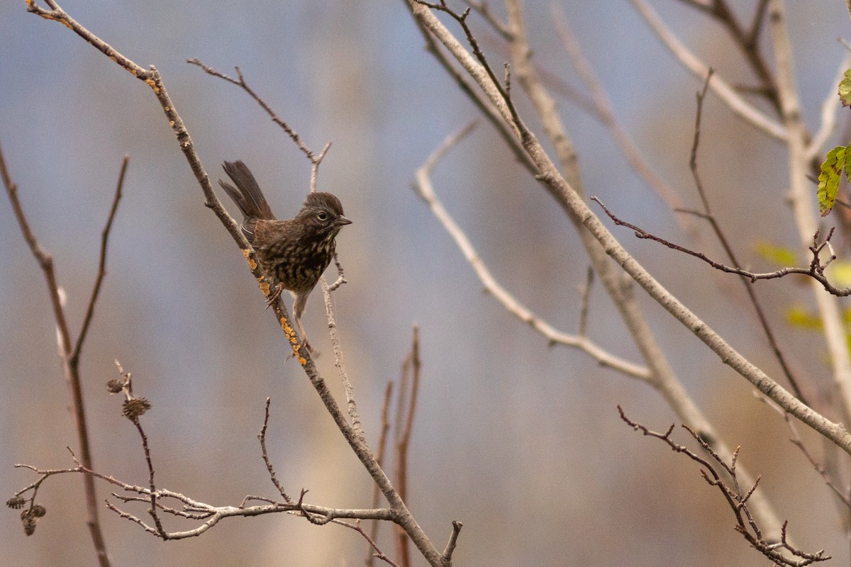 Song Sparrow - ML623785192