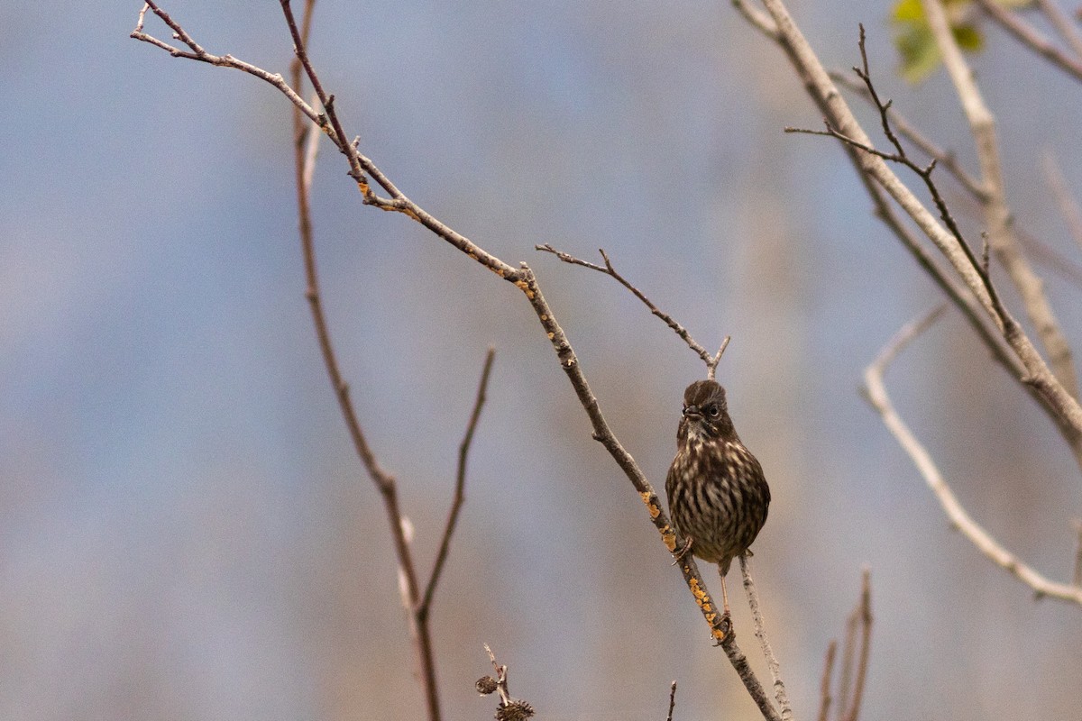 Song Sparrow - ML623785193