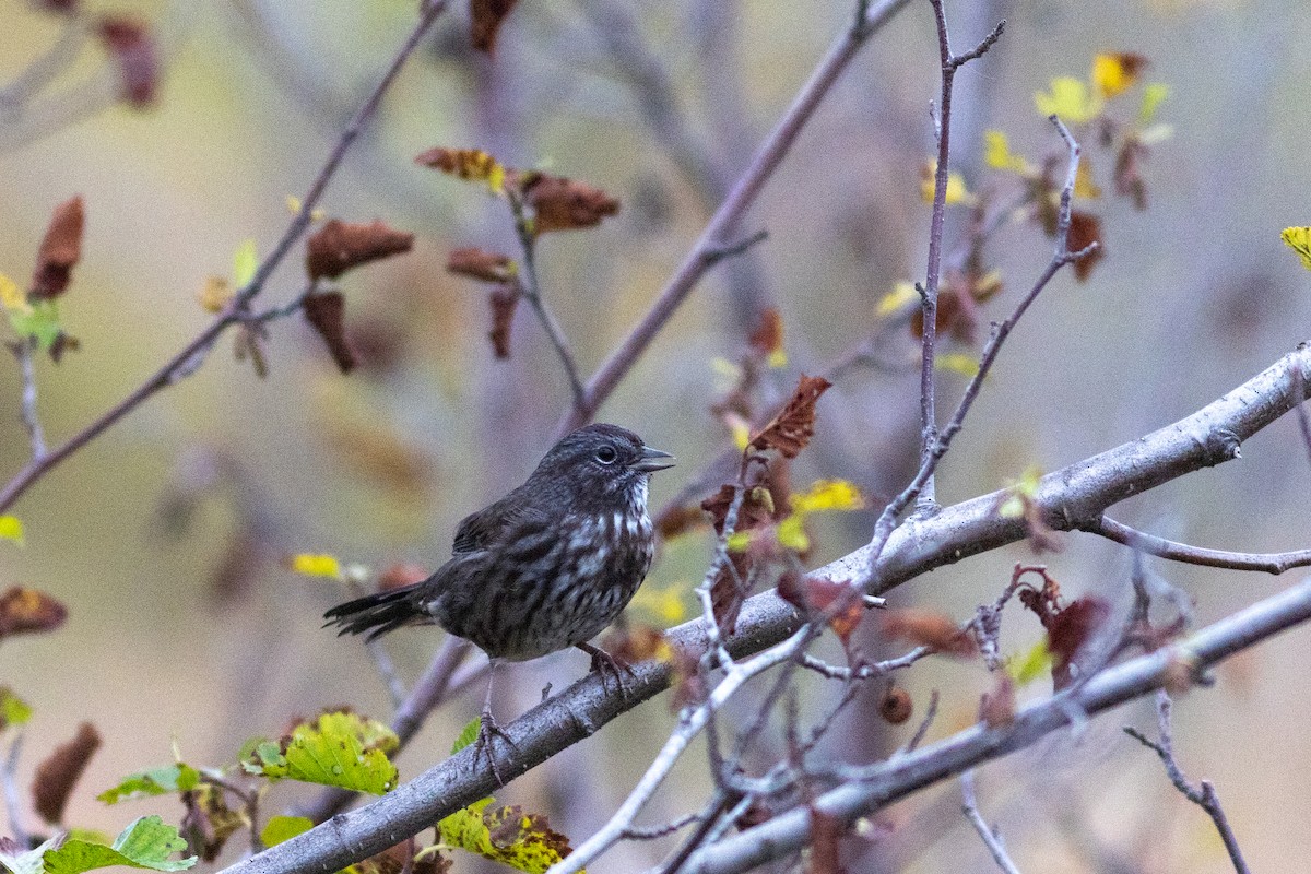 Song Sparrow - ML623785194