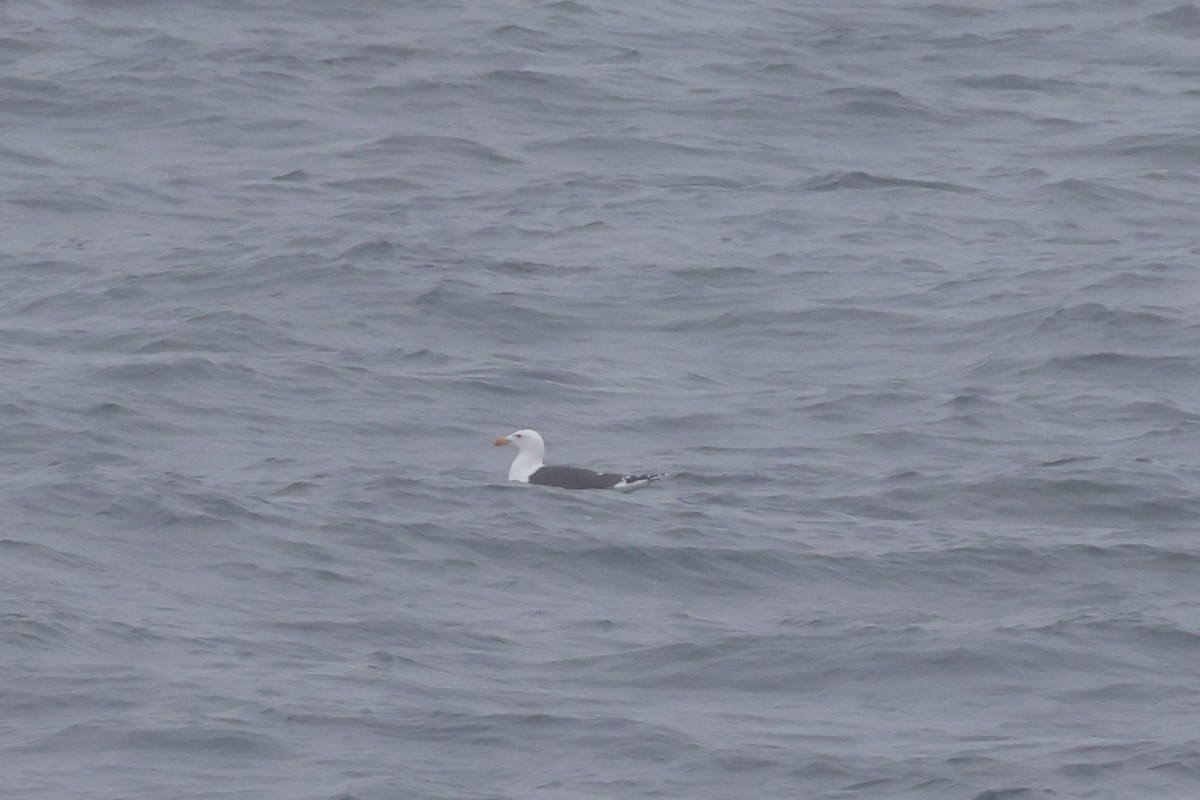 Great Black-backed Gull - ML623785197