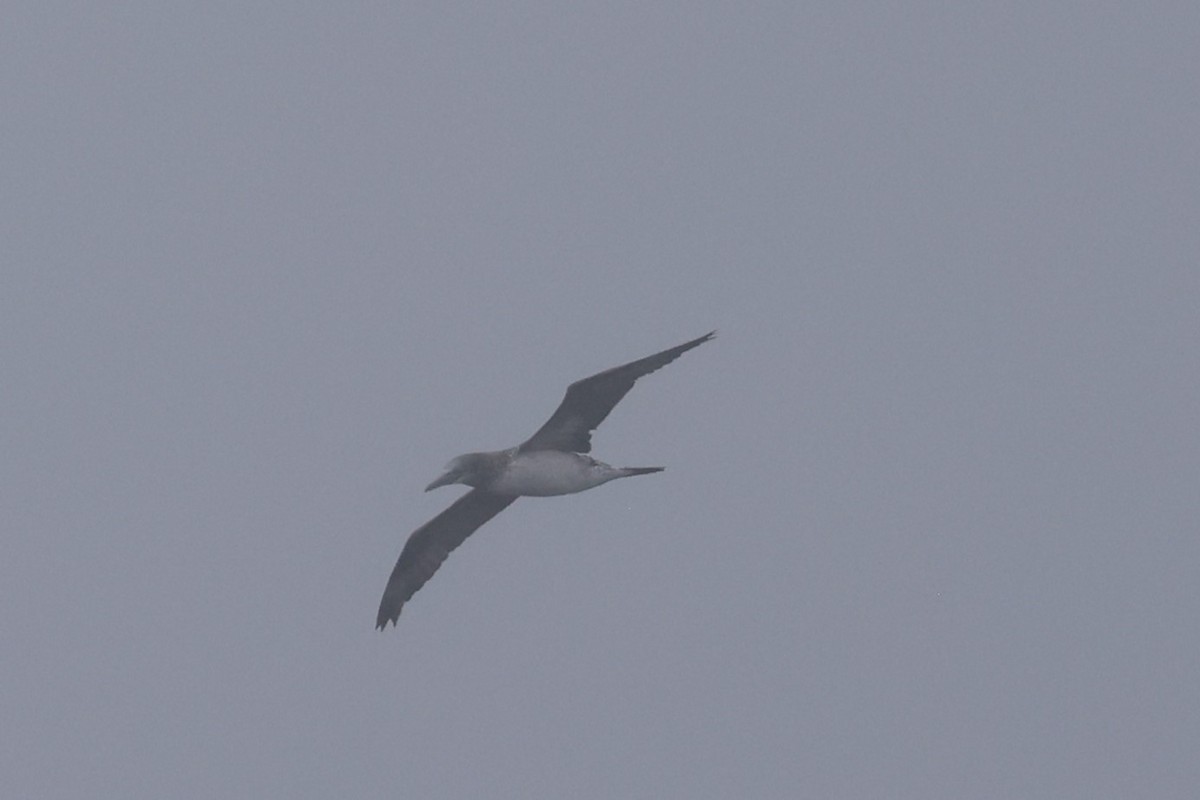 Northern Gannet - ML623785198