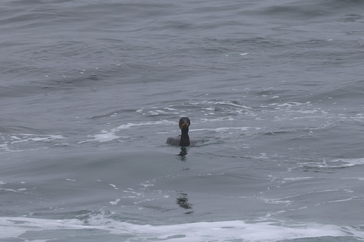 Double-crested Cormorant - ML623785214