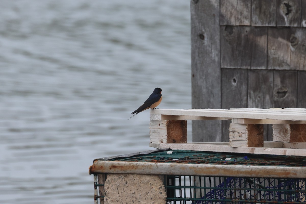 Barn Swallow - ML623785215