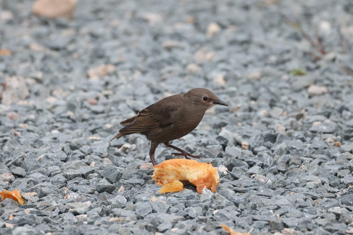 European Starling - ML623785234