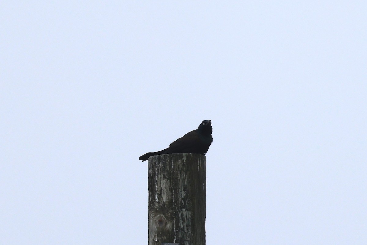 Common Grackle - ML623785235