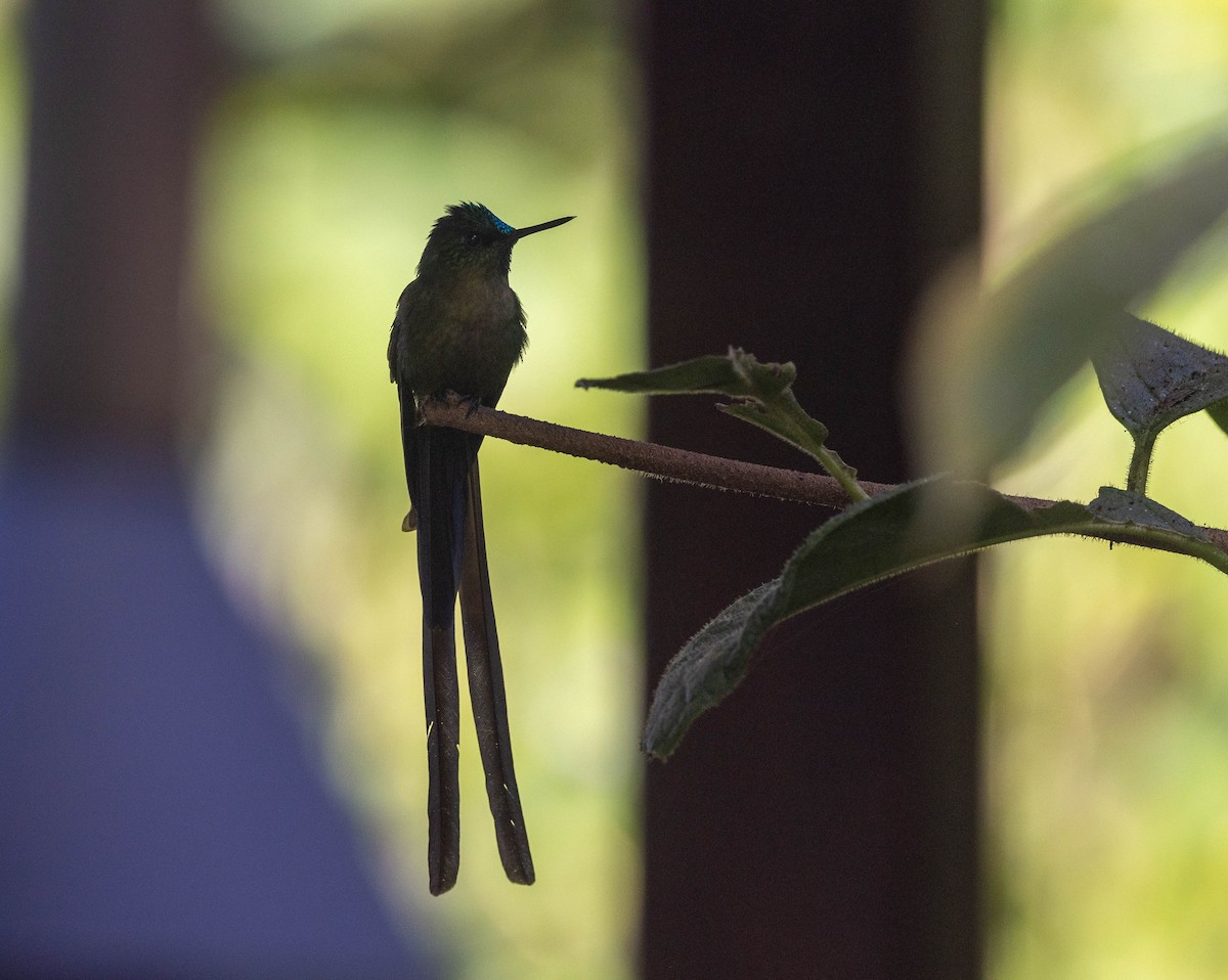 Violet-tailed Sylph - ML623785261