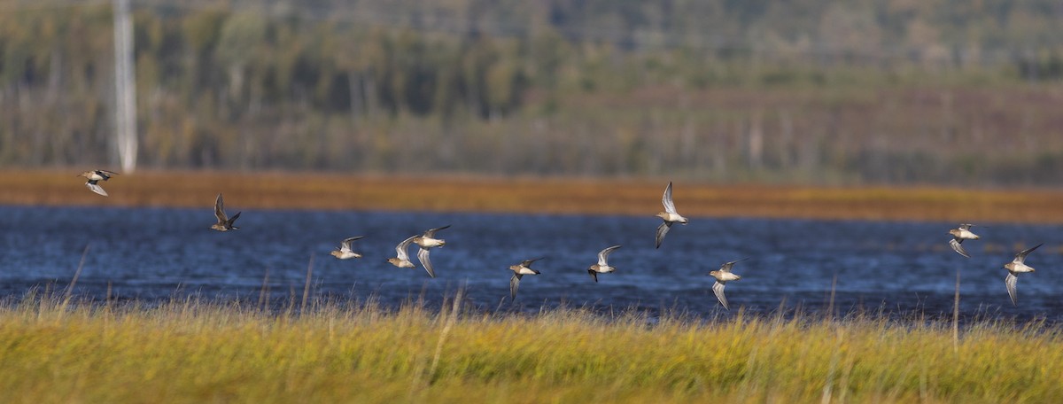 Pectoral Sandpiper - ML623785266