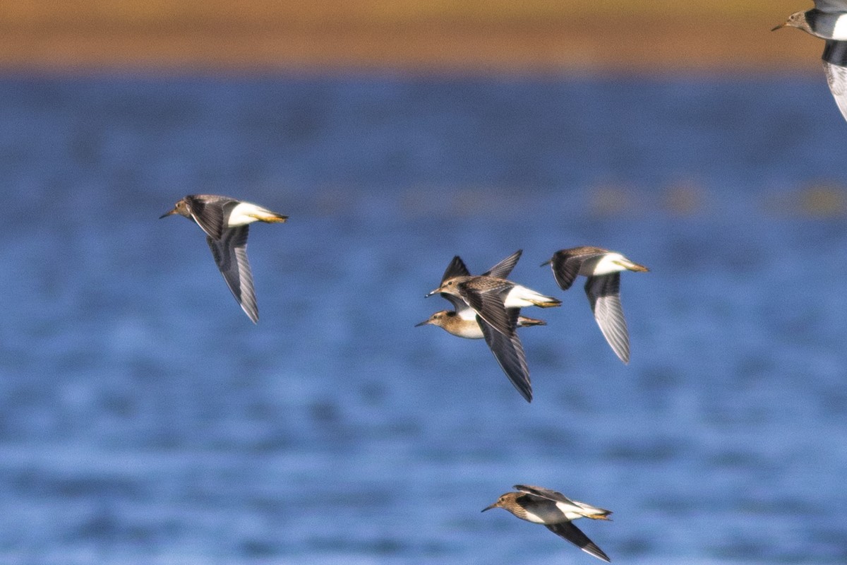 Pectoral Sandpiper - ML623785274