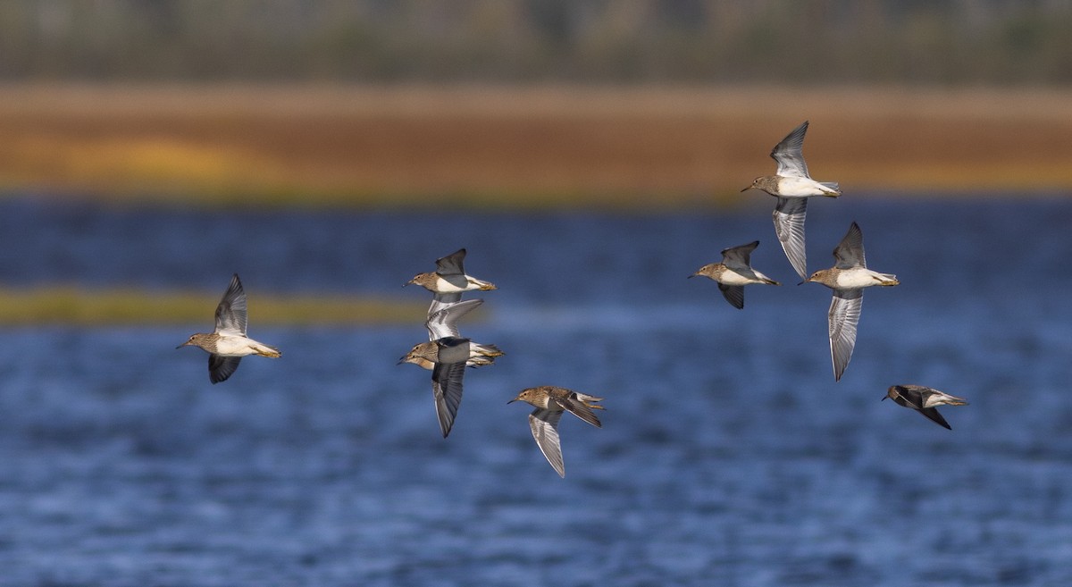 Pectoral Sandpiper - ML623785280