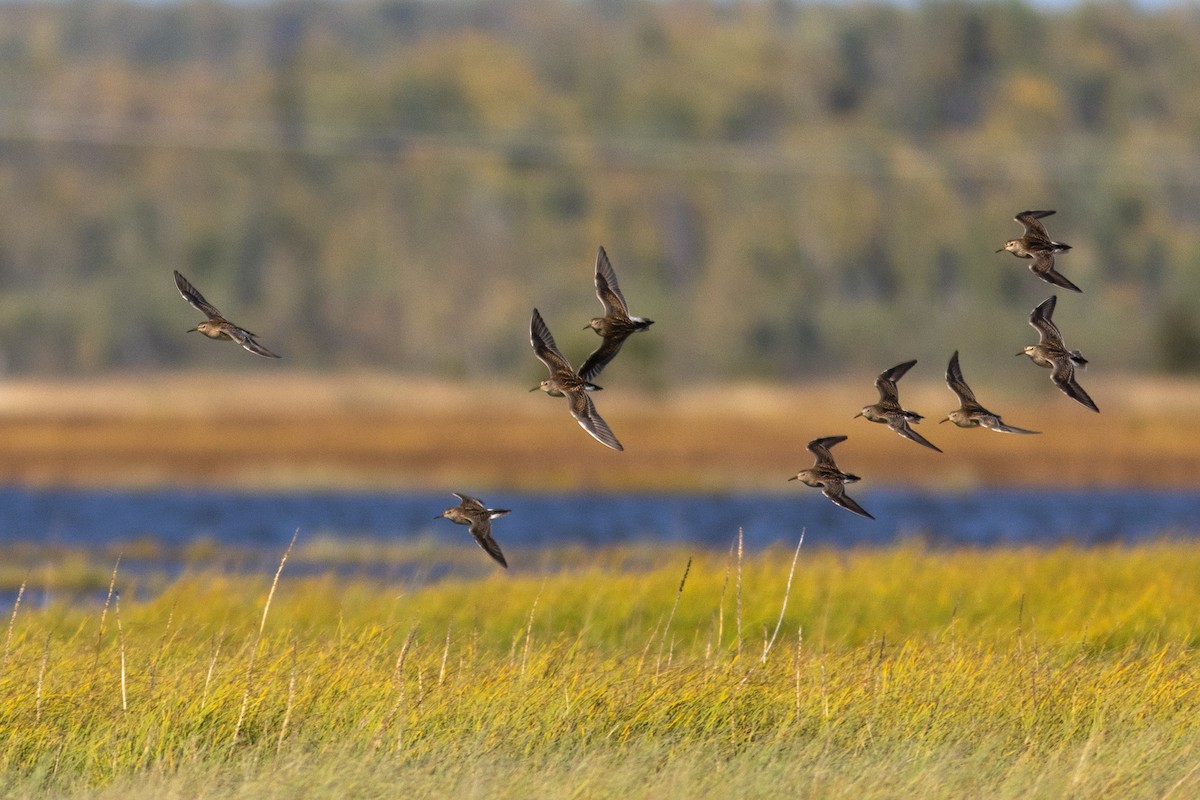 Pectoral Sandpiper - ML623785283
