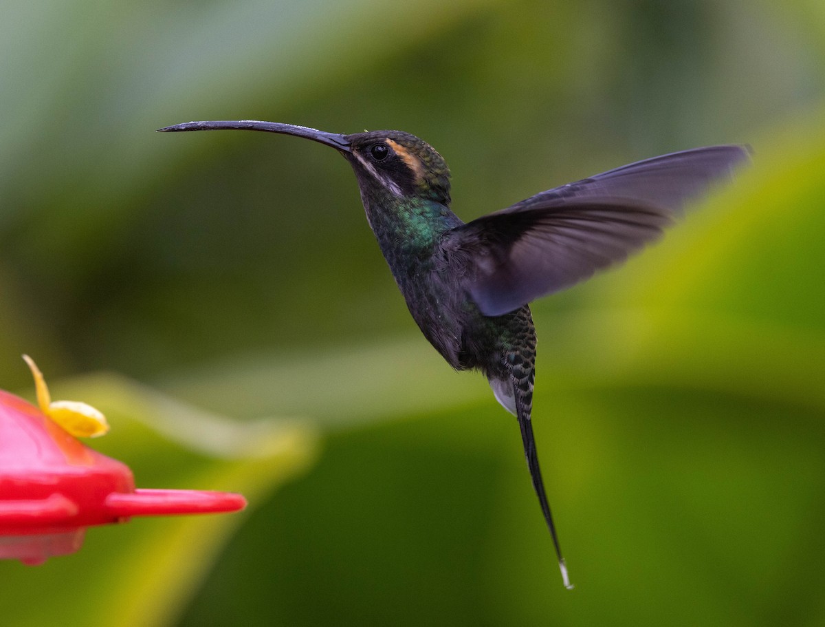 White-whiskered Hermit - ML623785317