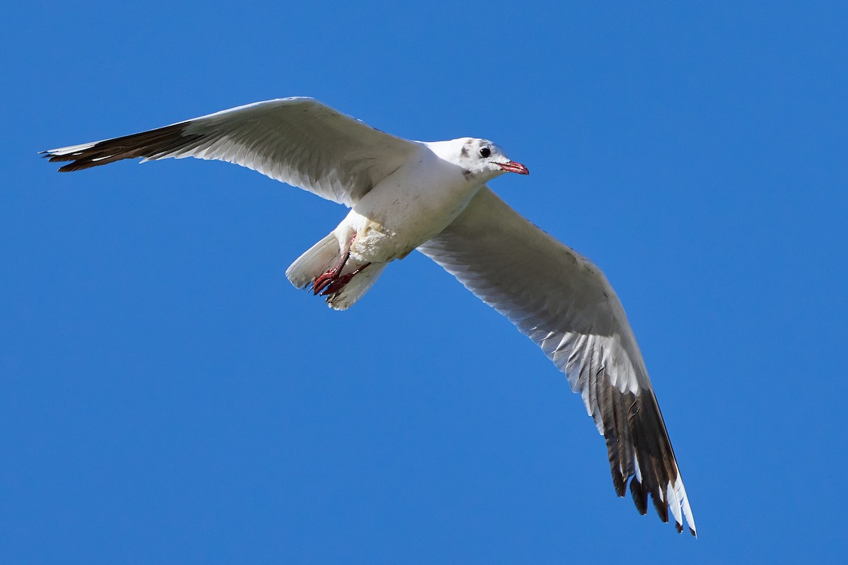 Brown-hooded Gull - ML623785319