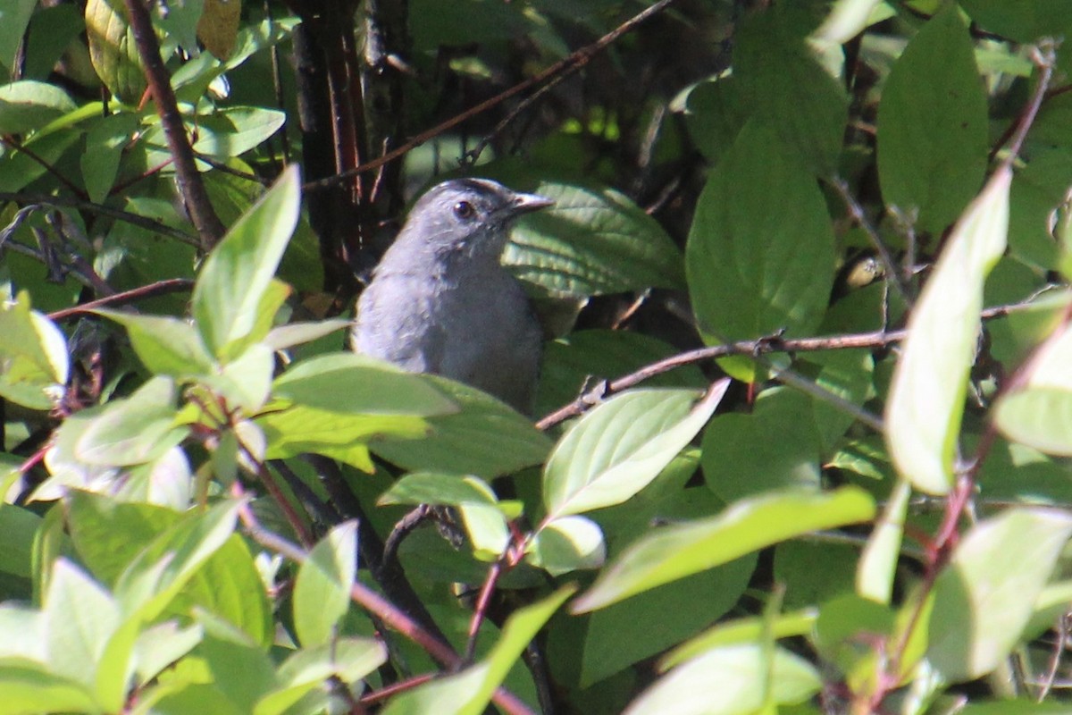 Pájaro Gato Gris - ML623785335