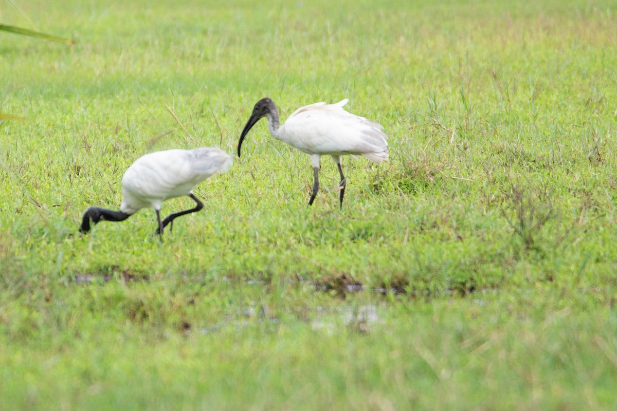 Black-headed Ibis - ML623785342