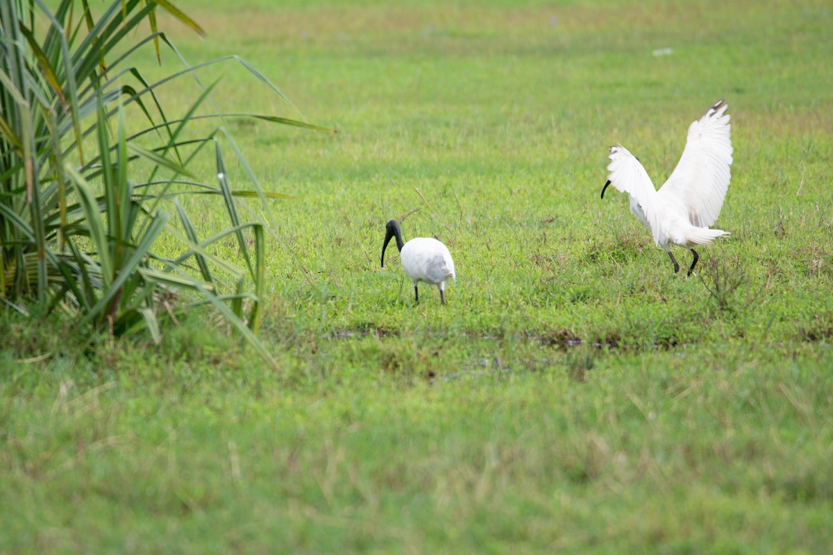 Black-headed Ibis - ML623785343