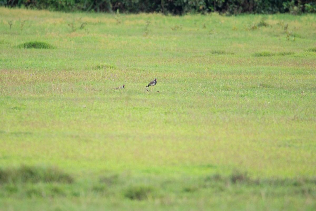 Red-wattled Lapwing - ML623785354