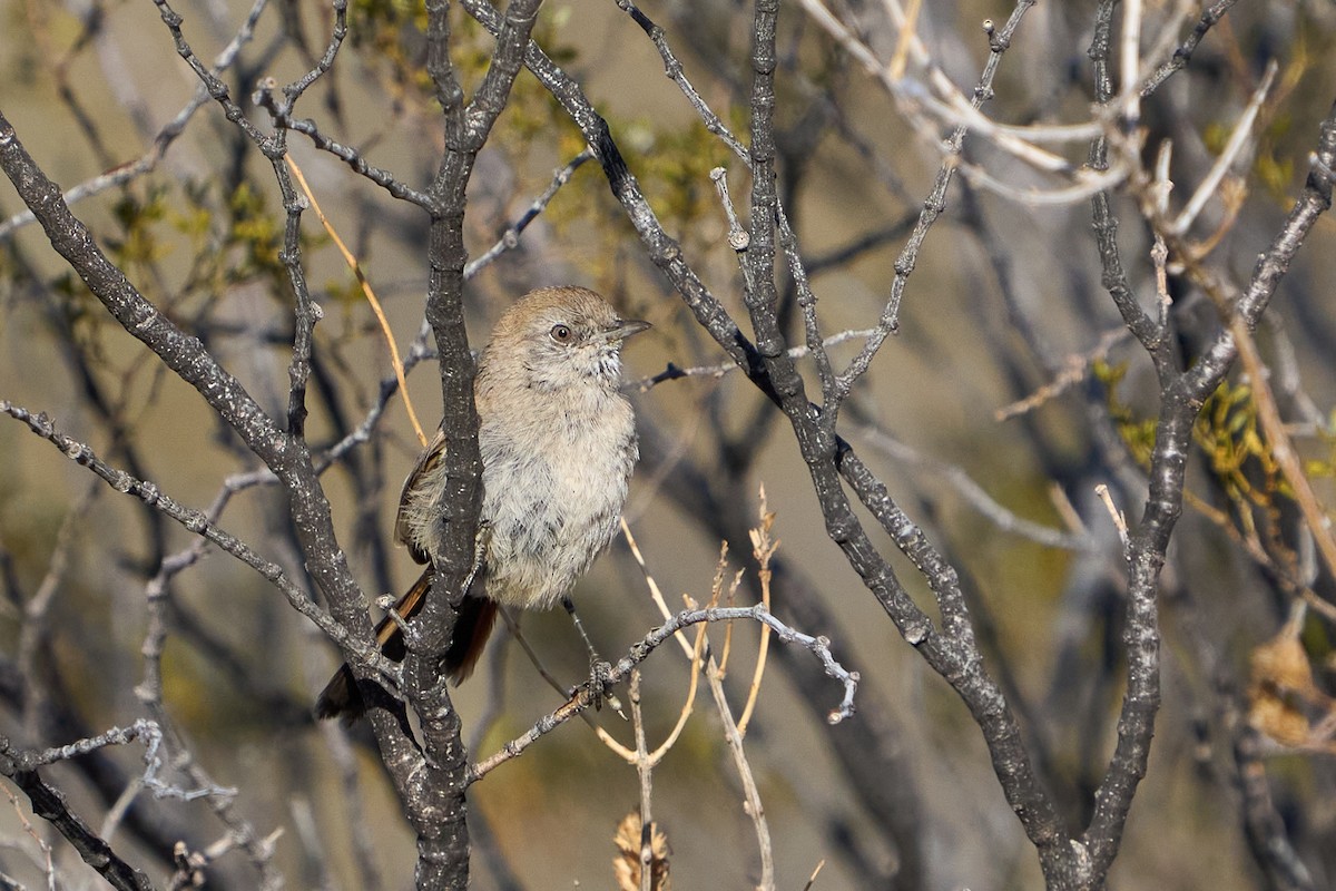 Patagonian Canastero - ML623785376