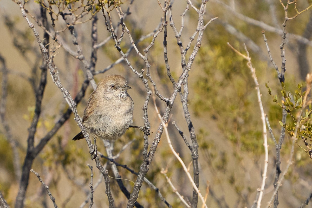 Patagonian Canastero - ML623785377